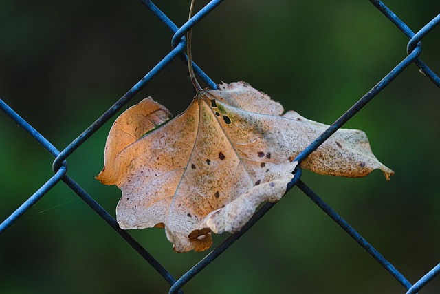 Wood Stockade Fence